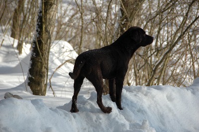 Cajun im Winter 2010