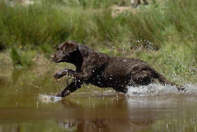 Wasserläufer